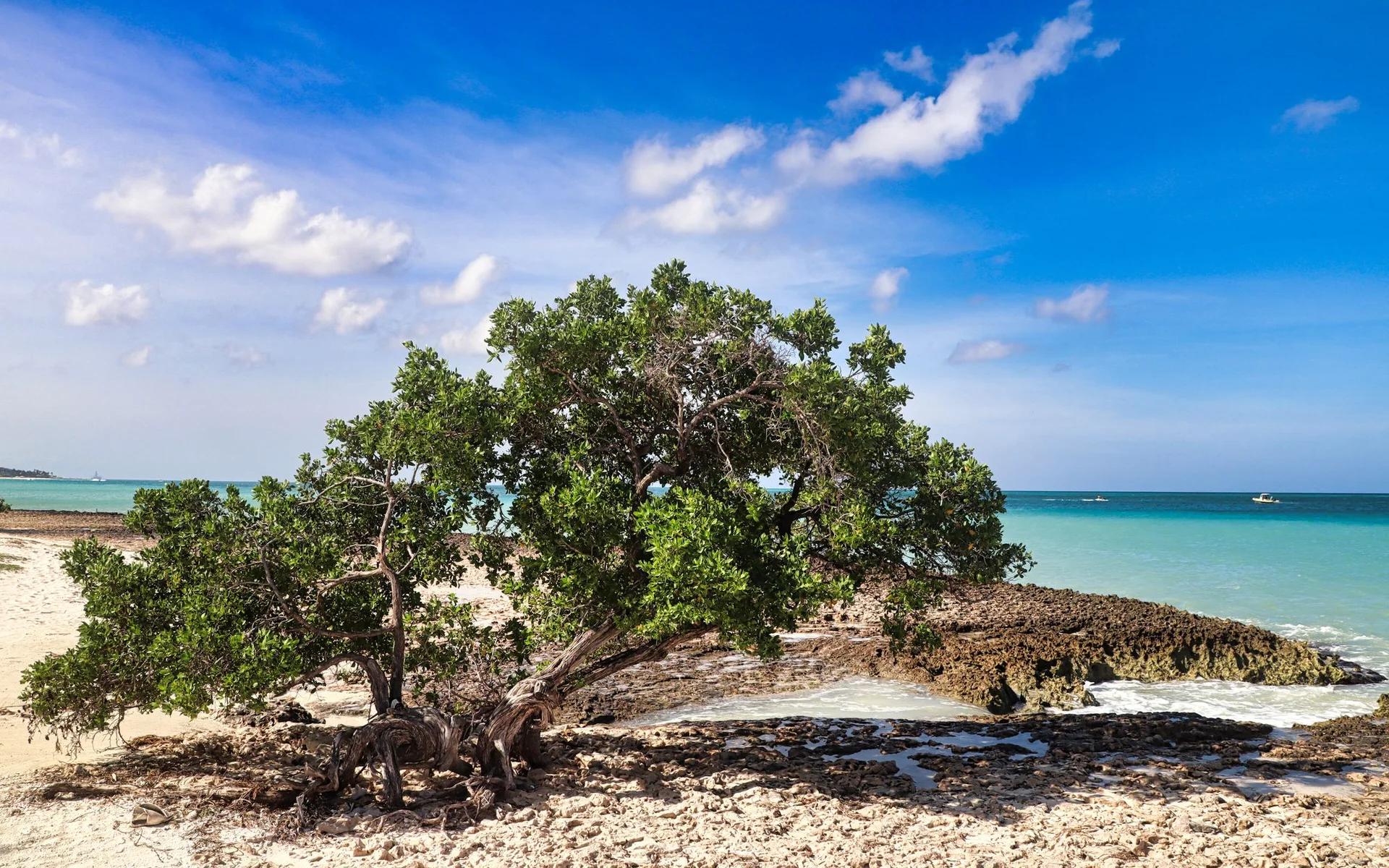 Stablo divi-divi na plaži u Oranjestadu, Aruba