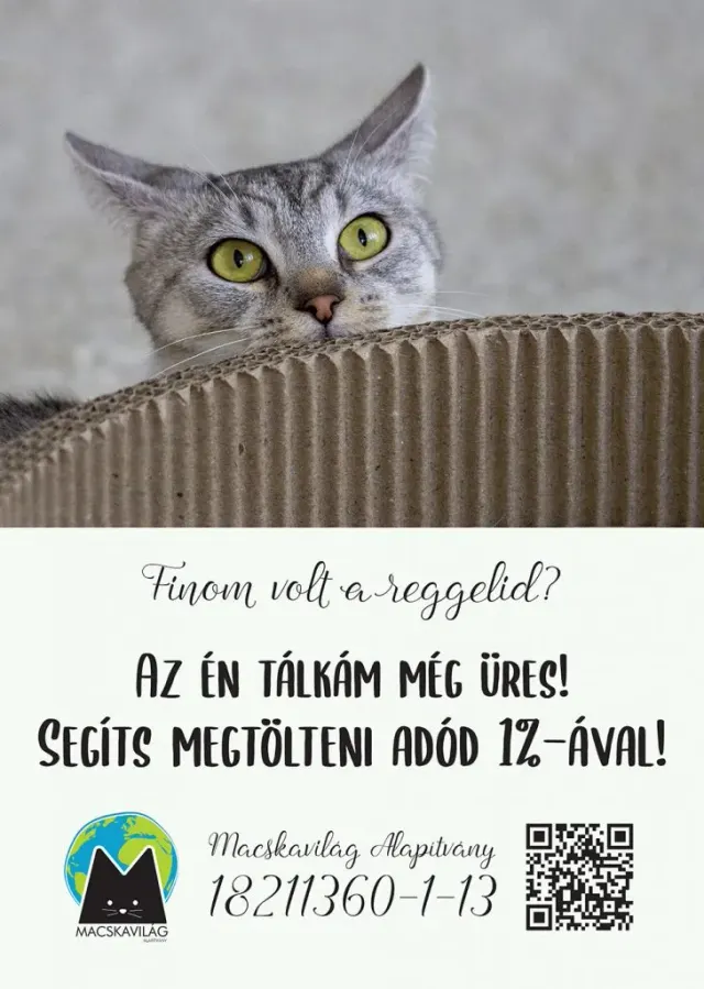 BookNoFees: kafić – Cat Café – Budapest – Mačji kafić, fotografija 3