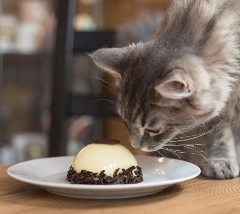 BookNoFees: kafić – Cat Café – Budapest – Mačji kafić, fotografija 1