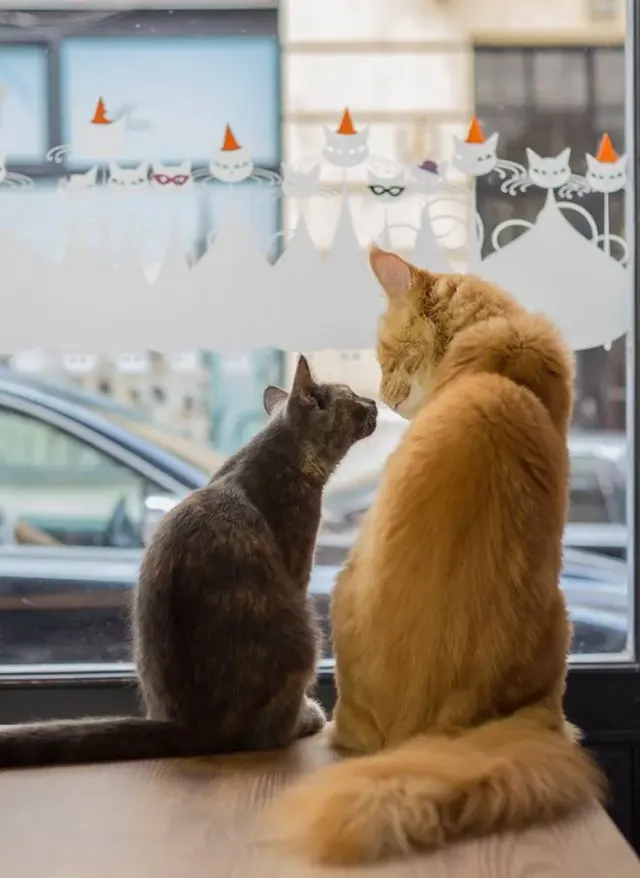 BookNoFees: kafić – Cat Café – Budapest – Mačji kafić, fotografija 2