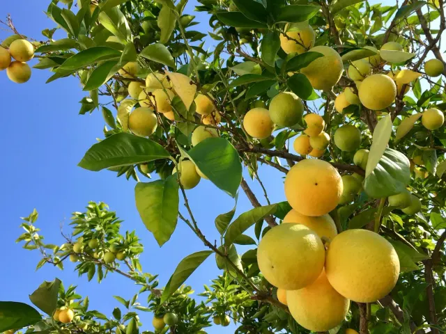 BookNoFees: Restoran – Citrus Vienna – Vienna – Citrus Vienna, fotografija 2