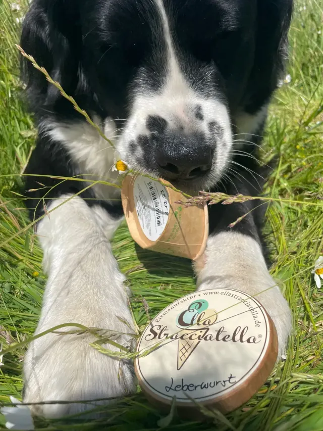BookNoFees: Sladoled – Ella Stracciatella Eismanufaktur – Iserlohn – Ella Stracciatella Eismanufaktur, fotografija 3