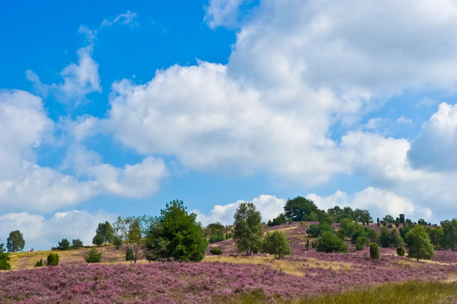 BookNoFees vodič za Donju Sasku, Njemačka: vriština na Wilseder Bergu u Lüneburg Heide.